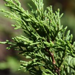 Juniperus sabina (Savin Juniper), leaf, summer