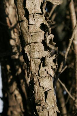 Juniperus scopulorum (Rocky Mountain Juniper), bark, trunk