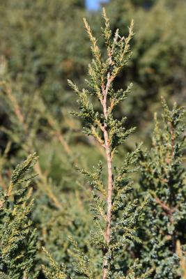 Juniperus squamata var. fargesii (Farges' Himalayan Juniper), bark, twig