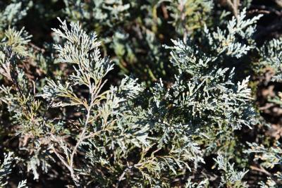Juniperus scopulorum 'Silver King' PP1186 (Silver King Rocky Mountain Juniper), bark, twig