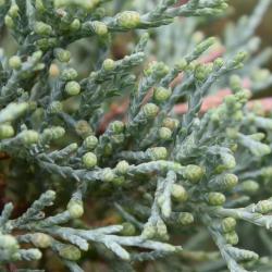 Juniperus scopulorum 'Hillburn's Silver Globe' (Hillburn's Silver Globe Rocky Mountain Juniper), cone, pollen