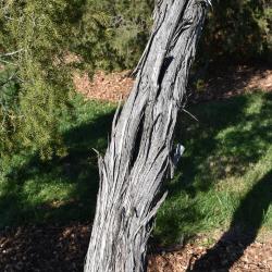 Juniperus rigida (Needle Juniper), bark, mature
