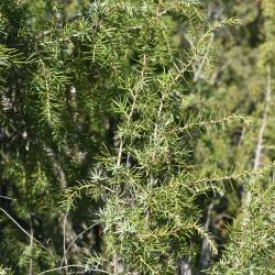 Juniperus rigida (Needle Juniper), bark, twig