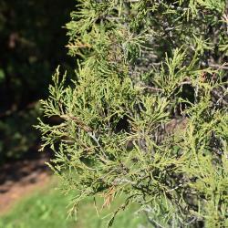 Juniperus scopulorum (Rocky Mountain Juniper), leaf, fall
