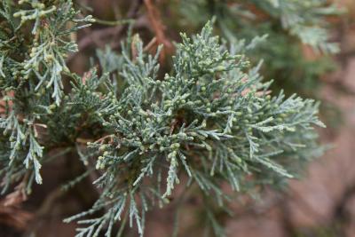Juniperus scopulorum 'Hillburn's Silver Globe' (Hillburn's Silver Globe Rocky Mountain Juniper), leaf, summer