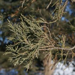 Juniperus scopulorum (Rocky Mountain Juniper), bark, twig