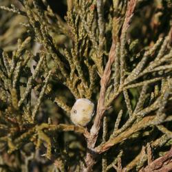 Juniperus scopulorum (Rocky Mountain Juniper), cone, immature
