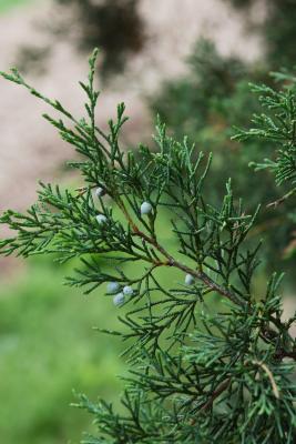 Juniperus virginiana var. virginiana (Eastern Red-cedar), cone, mature