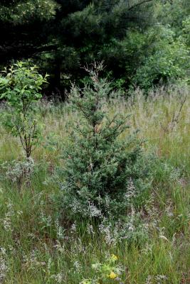 Juniperus virginiana var. virginiana (Eastern Red-cedar), habit, young