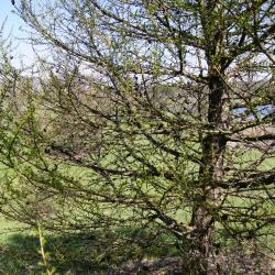 Larix decidua (European Larch), habit, spring