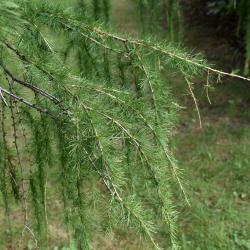 Larix decidua (European Larch), bark, twig