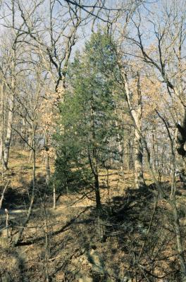 Juniperus virginiana var. virginiana (Eastern Red-cedar), habitat