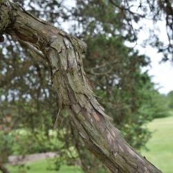 Juniperus virginiana var. virginiana (Eastern Red-cedar), bark, branch