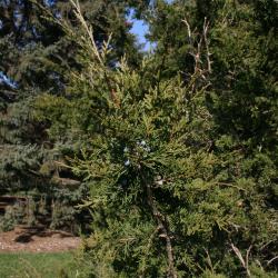 Juniperus virginiana var. virginiana (Eastern Red-cedar), leaf, fall