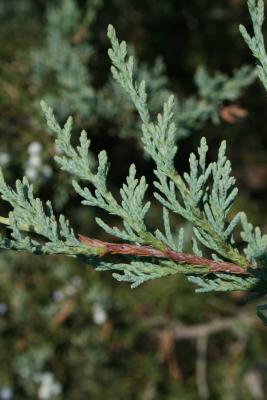 Juniperus virginiana var. virginiana (Eastern Red-cedar), leaf, summer