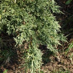 Juniperus virginiana var. virginiana (Eastern Red-cedar), leaf, spring
