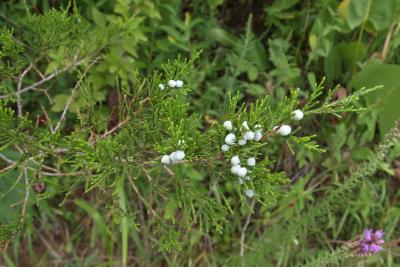 Juniperus virginiana var. virginiana (Eastern Red-cedar), cone, mature
