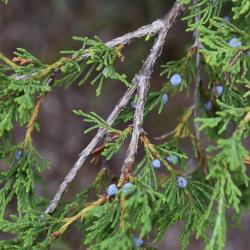 Juniperus virginiana var. virginiana (Eastern Red-cedar), bark, twig