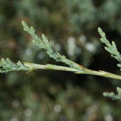 Juniperus virginiana var. virginiana (Eastern Red-cedar), bark, twig