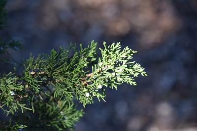 Juniperus virginiana var. virginiana (Eastern Red-cedar), infructescence