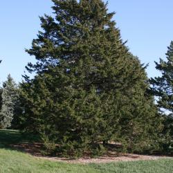 Juniperus virginiana var. virginiana (Eastern Red-cedar), habit, fall