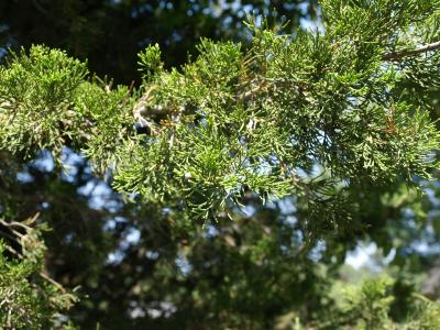 Juniperus virginiana var. virginiana (Eastern Red-cedar), leaf, summer