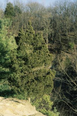Juniperus virginiana var. virginiana (Eastern Red-cedar), habitat