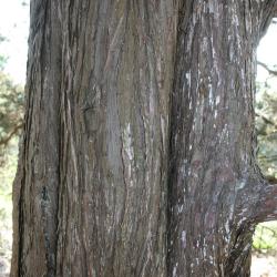 Juniperus virginiana var. virginiana (Eastern Red-cedar), bark, trunk