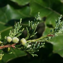 Juniperus virginiana var. virginiana (Eastern Red-cedar), cone, immature