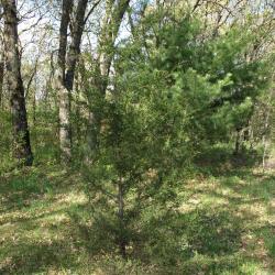 Juniperus virginiana var. virginiana (Eastern Red-cedar), habit, summer