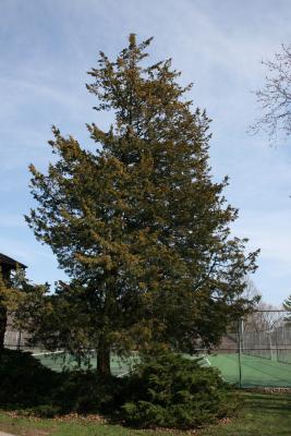 Juniperus virginiana var. virginiana (Eastern Red-cedar), habit, spring