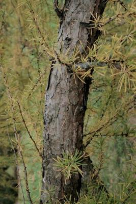 Larix gmelinii var. olgensis (Olga Bay Larch), bark, branch