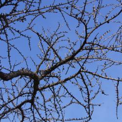 Larix laricina (Tamarack), habit, spring