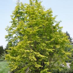 Metasequoia glyptostroboides 'Ogon' (Gold Rush Dawn-redwood), habit, spring