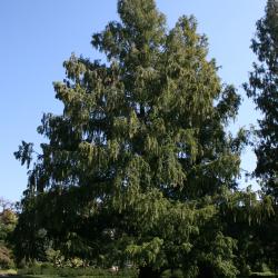 Metasequoia glyptostroboides (Dawn-redwood), habit, fall