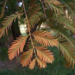 Metasequoia glyptostroboides (Dawn-redwood), leaf, fall