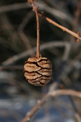 Metasequoia glyptostroboides (Dawn-redwood), cone, mature