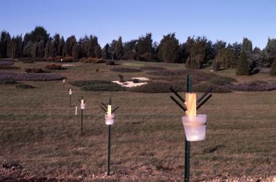 Salt Study, research buckets installed on stakes in line toward trees and shrubs on hill