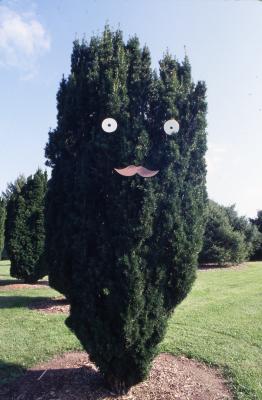 Evergreen tree with face along Adventure Trail at Family Fair
