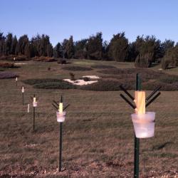 Salt Study, research buckets installed on stakes in line toward trees and shrubs on hill
