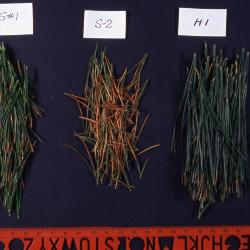 Salt Study, comparison of three pine needle samples from S1, S2, and H1