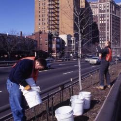 Salt Study, Pat Kelsey installing buckets in median on Lake Shore Drive, Rick Hootman reviewing tree
