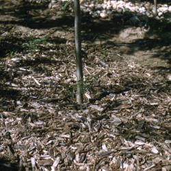 Close view of mulch ring around thin tree trunk