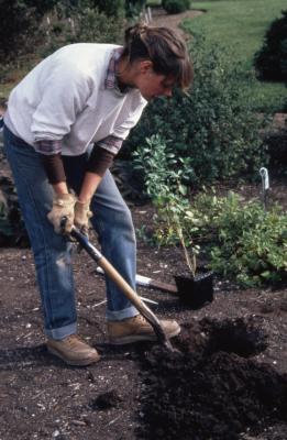 Doris Taylor digging hole to plant baccharis in dwarf beds