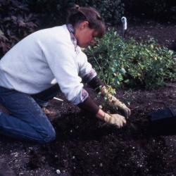 Doris Taylor placing soil at base of newly planted baccharis in dwarf beds