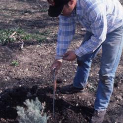 Joe Krol placing plant label marker next to seedling