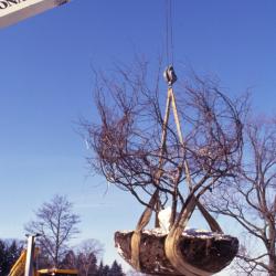 Large root balled tree getting lifted in the air by crane
