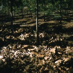 Leaf mulch around trees in plot