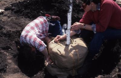 Doris Taylor holding rope while other grounds worker wraps rope around burlaped tree root ball