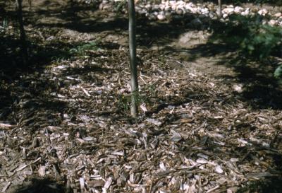 Close view of mulch ring around thin tree trunk